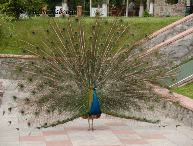 it is not unusual to see a peacock in a restaurant  yard or in a hotel park in Ukraine